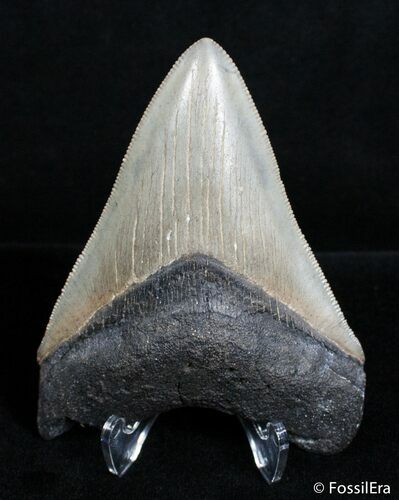 Inch SC Megalodon Tooth - Good Serrations #2818